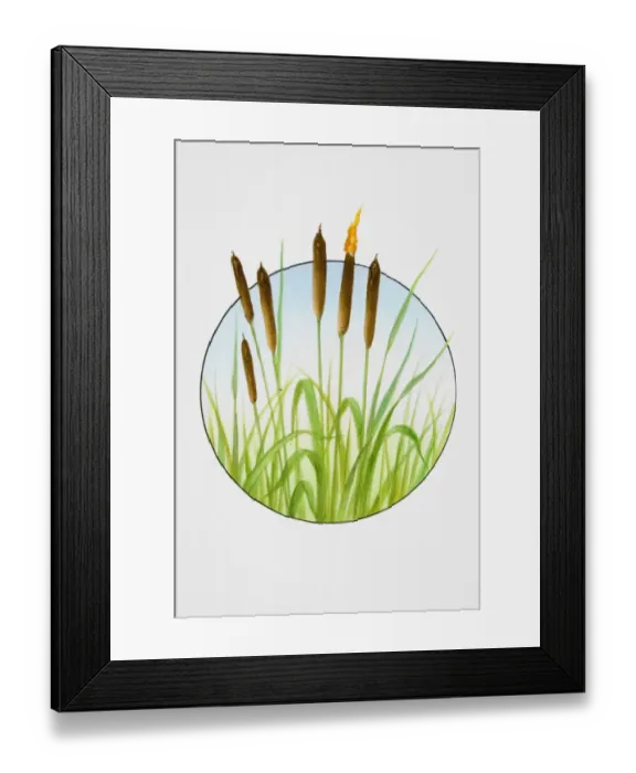 Framed Print : Reedmace (Typha latifolia), flower spikes and foliage Framed Print : Reedmace (Typha latifolia), flower spikes and foliage