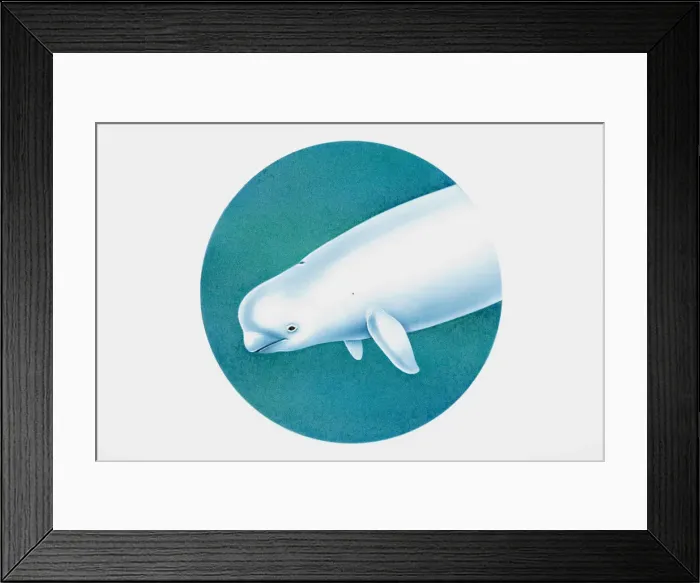 Framed Print : Beluga (Delphinapterus leucas), or white whale, head