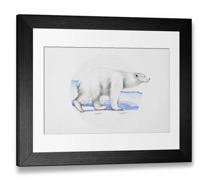 Framed Print : Polar bear (Ursus maritimus), walking on ice Framed Print : Polar bear (Ursus maritimus), walking on ice