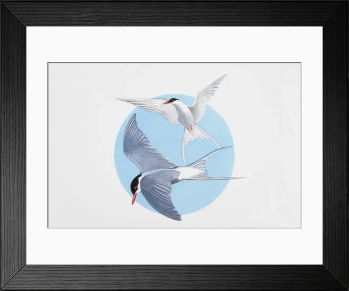 Framed Print : Arctic terns in flight Framed Print : Arctic terns in flight