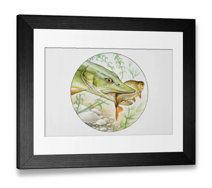 Framed Print : Pike with fish in mouth Framed Print : Pike with fish in mouth