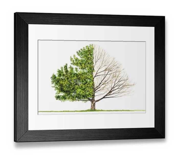 Framed Print : Sawtooth Oak (Quercus acutissima) Framed Print : Sawtooth Oak (Quercus acutissima)