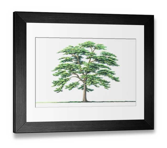 Framed Print : Chinese Red Pine (Pinus tabluliformis) Framed Print : Chinese Red Pine (Pinus tabluliformis)