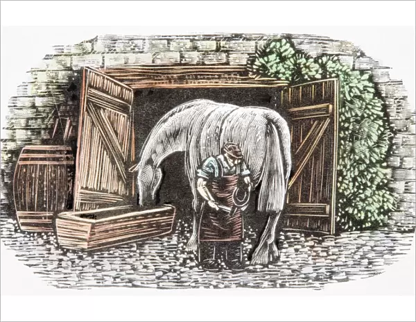Farrier shoeing horse drinking water from trough near open stable doors, rear view