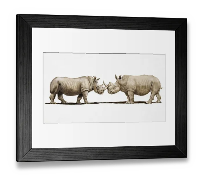 Framed Print : Two White Rhinos (Ceratotherium simum) clashing horns, side view Framed Print : Two White Rhinos (Ceratotherium simum) clashing horns, side view