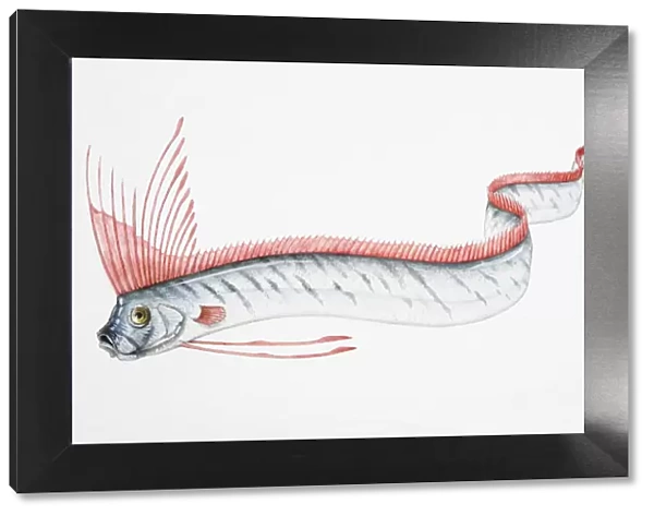 Oarfish (Regalecus glesne) swimming in undulating motion, side view