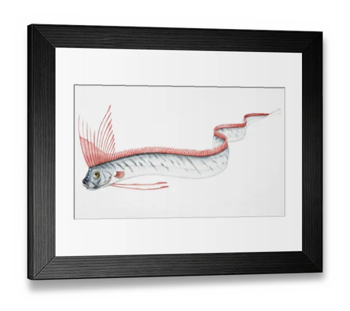 Framed Print : Oarfish (Regalecus glesne) swimming in undulating motion, side view Framed Print : Oarfish (Regalecus glesne) swimming in undulating motion, side view