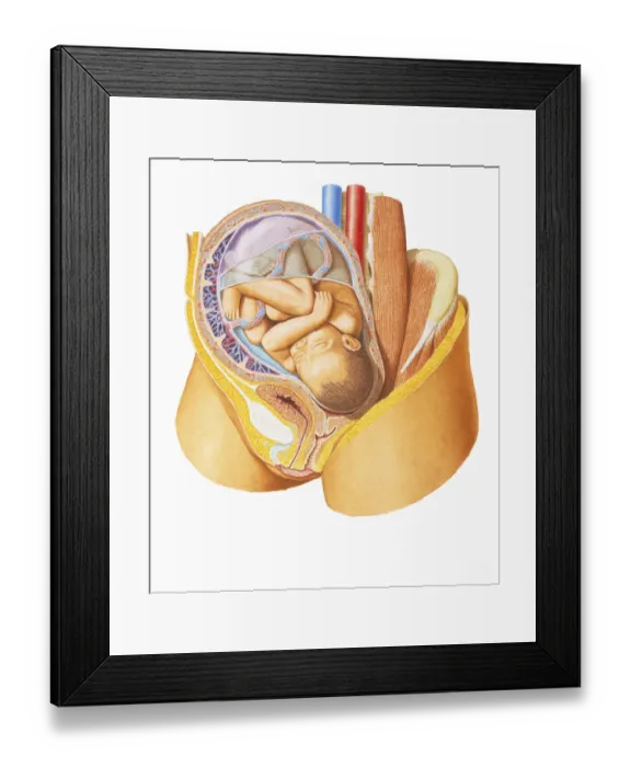 Framed Print : Cross-section view of several stages of Dolphins motion when emerging over surface of water, side view Framed Print : Cross-section view of several stages of Dolphins motion when emerging over surface of water, side view