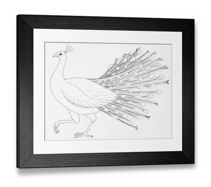 Framed Print : Common Peafowl or Peacock (Pavo cristatus), side view Framed Print : Common Peafowl or Peacock (Pavo cristatus), side view
