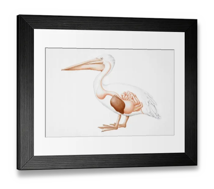 Framed Print : Great White Pelican (Pelecanus onocrotalus) with cross-section revealing internal organs of digestive system, side view Framed Print : Great White Pelican (Pelecanus onocrotalus) with cross-section revealing internal organs of digestive system, side view