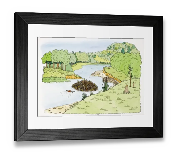 Framed Print : Otter building dam in stream meandering through forest land