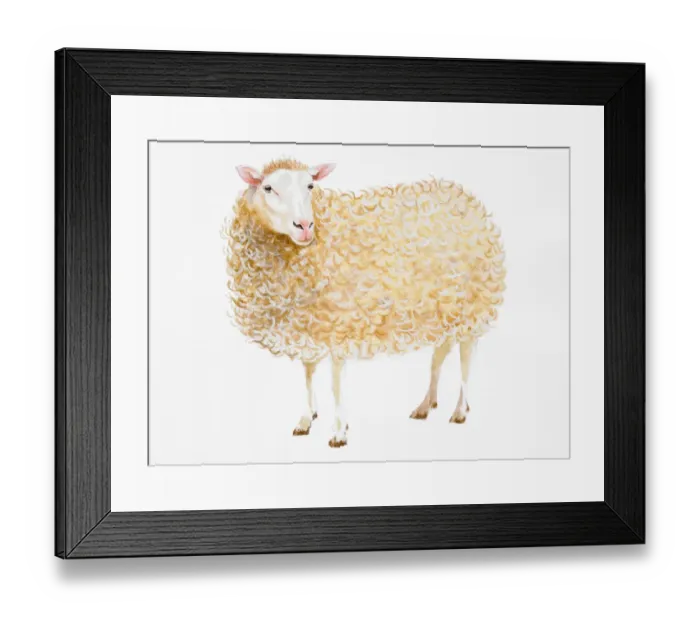 Framed Print : Standing Domestic Sheep (Ovis aries) Framed Print : Standing Domestic Sheep (Ovis aries)