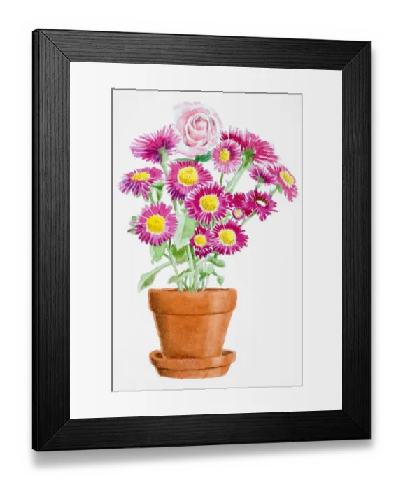 Framed Print : Rosa, single pink Rose and Chrysanthemum Sp. pink flowers with yellow stamens growing in terracotta pot Framed Print : Rosa, single pink Rose and Chrysanthemum Sp. pink flowers with yellow stamens growing in terracotta pot