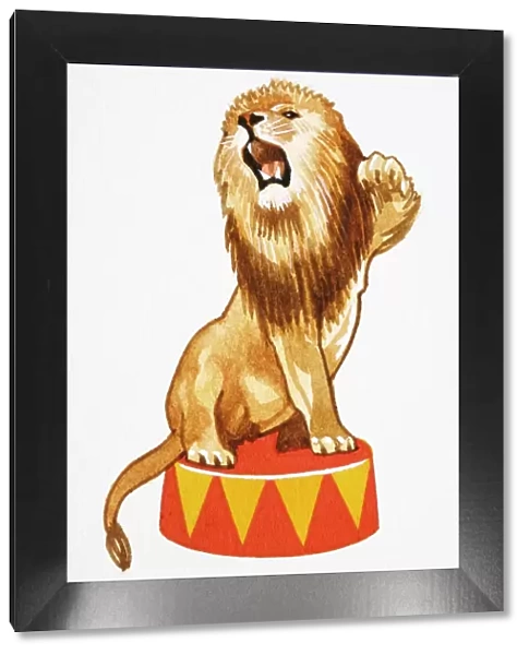 Panthera leo, Lion sitting on round circus podium roaring and raising one of its paws in the air, Cartoon