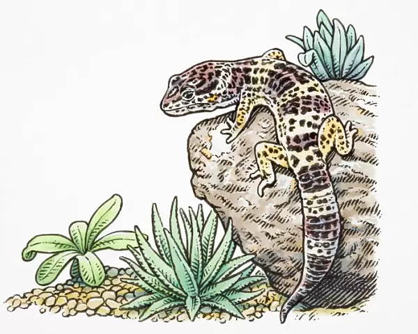 Eublepharis macularius, Leopard Gecko climbing rock, rear view