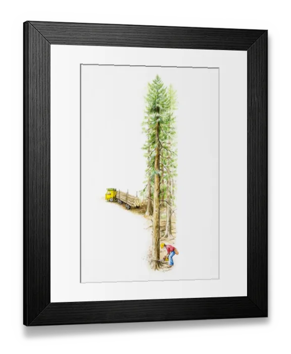Framed Print : Man wearing yellow hard hat, plastic mask and tools belt felling a tree in a forest with an electric saw, lorry loaded with trunks in background, elevated view Framed Print : Man wearing yellow hard hat, plastic mask and tools belt felling a tree in a forest with an electric saw, lorry loaded with trunks in background, elevated view