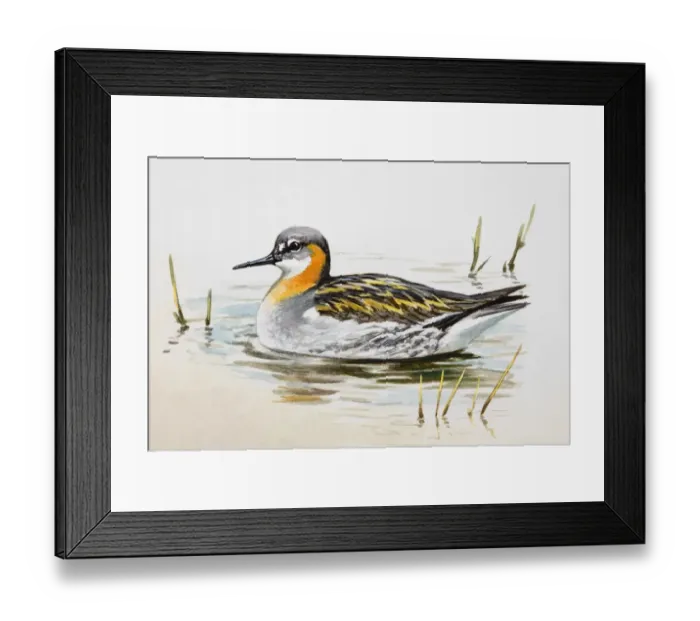 Framed Print : Red-necked phalarope (Phalaropus lobatus) in the water, side view Framed Print : Red-necked phalarope (Phalaropus lobatus) in the water, side view