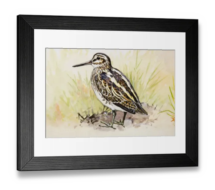 Framed Print : Jack snipe (Lymnocryptes minimus), standing, side view Framed Print : Jack snipe (Lymnocryptes minimus), standing, side view