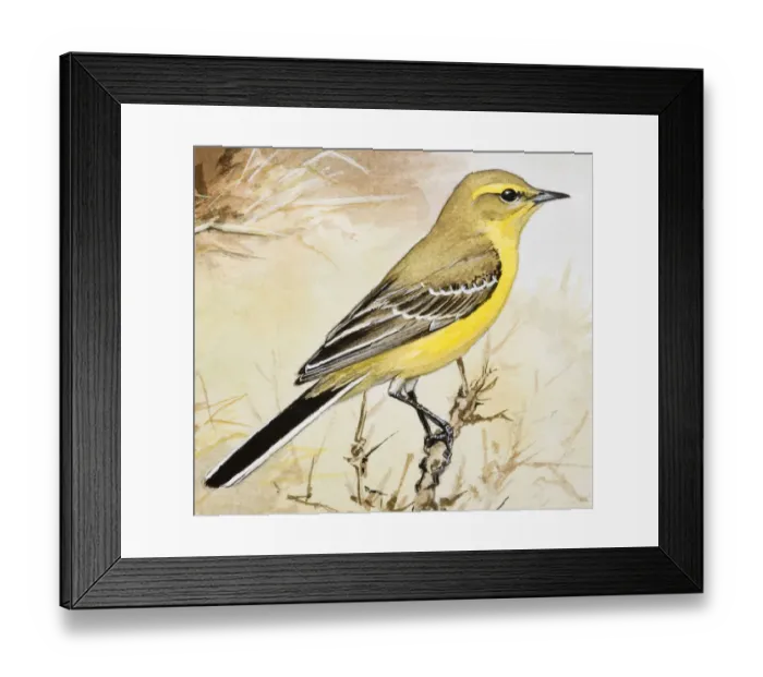 Framed Print : Yellow wagtail (Motacilla flava), perching on a branch, side view Framed Print : Yellow wagtail (Motacilla flava), perching on a branch, side view