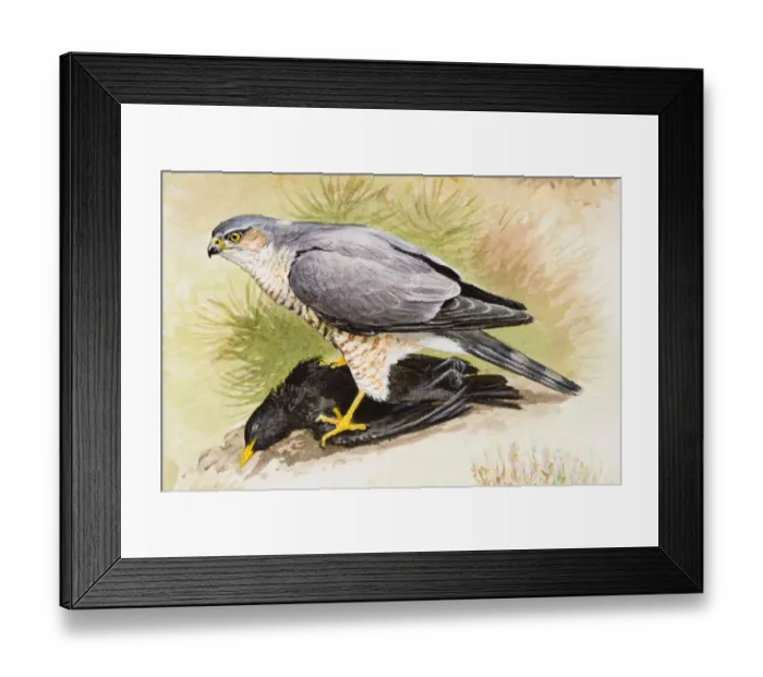 Framed Print : Eurasian sparrowhawk (Accipiter nisus), standing on top of a dead Blackbird (Turdus merula), side view Framed Print : Eurasian sparrowhawk (Accipiter nisus), standing on top of a dead Blackbird (Turdus merula), side view