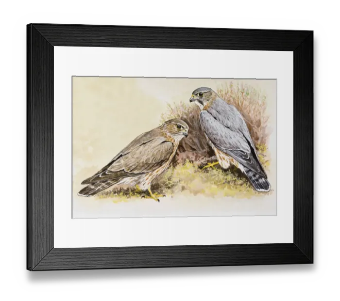 Framed Print : Merlin (Falco columbarius), male and female, sitting side by side Framed Print : Merlin (Falco columbarius), male and female, sitting side by side