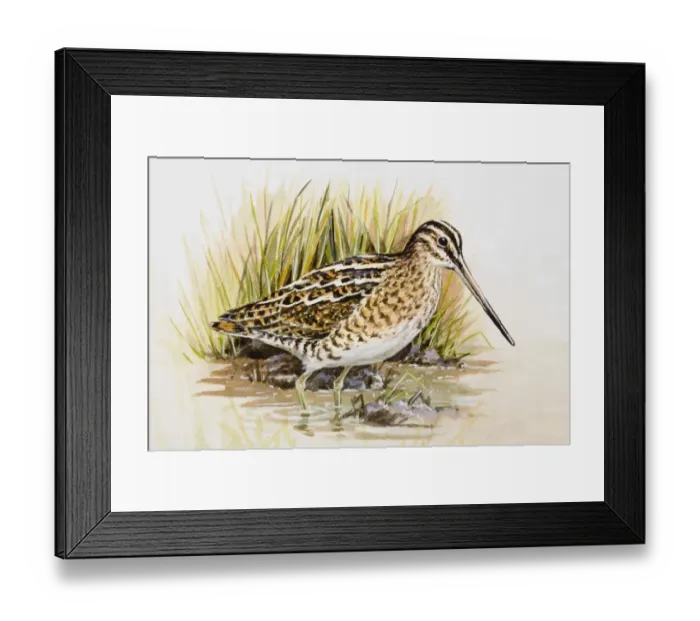 Framed Print : Snipe (Gallinago gallinago), wading in water, side view Framed Print : Snipe (Gallinago gallinago), wading in water, side view