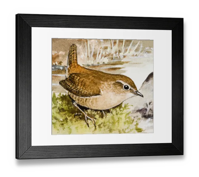 Framed Print : Wren (Troglodytidae), sitting in the grass, side view Framed Print : Wren (Troglodytidae), sitting in the grass, side view