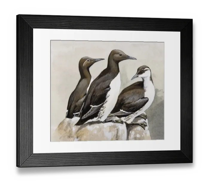 Framed Print : Three Guillemots (Uria aalge), perching on a rock, side view