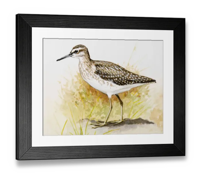 Framed Print : Wood sandpiper (Tringa glareola), standing, side view Framed Print : Wood sandpiper (Tringa glareola), standing, side view