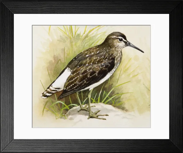 Framed Print : Green Sandpiper (Tringa ochropus), standing, side view