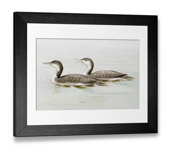 Framed Print : Common loon (Gavia immer), two birds in the water, side view Framed Print : Common loon (Gavia immer), two birds in the water, side view