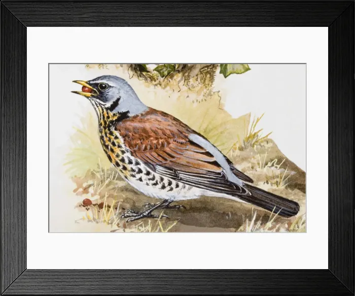 Framed Print : Fieldfare (Turdus pilaris) with seed in its beak, side view Framed Print : Fieldfare (Turdus pilaris) with seed in its beak, side view