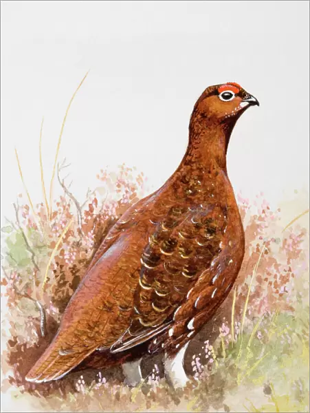 Willow grouse (Lagopus lagopus) in heathland, side view