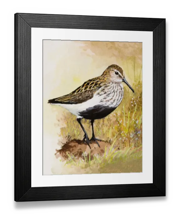 Framed Print : Dunlin (Calidris alpina), standing Framed Print : Dunlin (Calidris alpina), standing