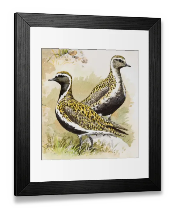 Framed Print : Golden plover (Pluvialis apricaria), male and female, standing side by side, side view Framed Print : Golden plover (Pluvialis apricaria), male and female, standing side by side, side view