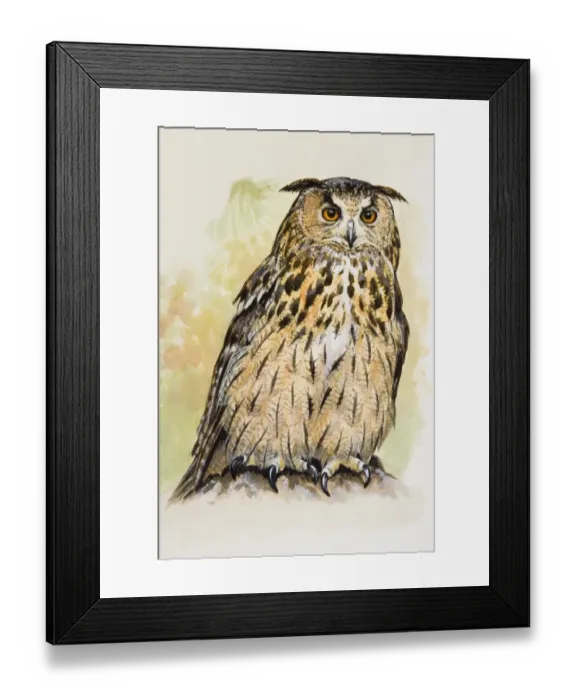 Framed Print : Eagle owl (Bubo bubo), front view Framed Print : Eagle owl (Bubo bubo), front view