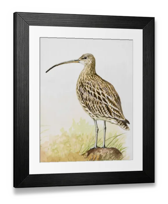 Framed Print : Long-billed curlew (Numenius americanus), standing, side view Framed Print : Long-billed curlew (Numenius americanus), standing, side view