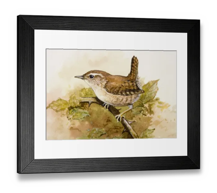 Framed Print : Wren (Troglodytidae), perching on a branch, side view Framed Print : Wren (Troglodytidae), perching on a branch, side view
