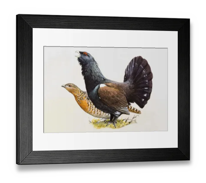 Framed Print : Capercaillie (Tetrao urogallus), male with fanned-out tail feathers and female, side view Framed Print : Capercaillie (Tetrao urogallus), male with fanned-out tail feathers and female, side view