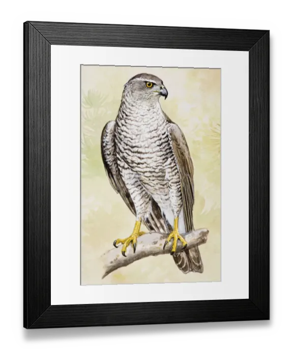 Framed Print : Goshawk (Accipiter gentilis), perching on a branch, looking away Framed Print : Goshawk (Accipiter gentilis), perching on a branch, looking away