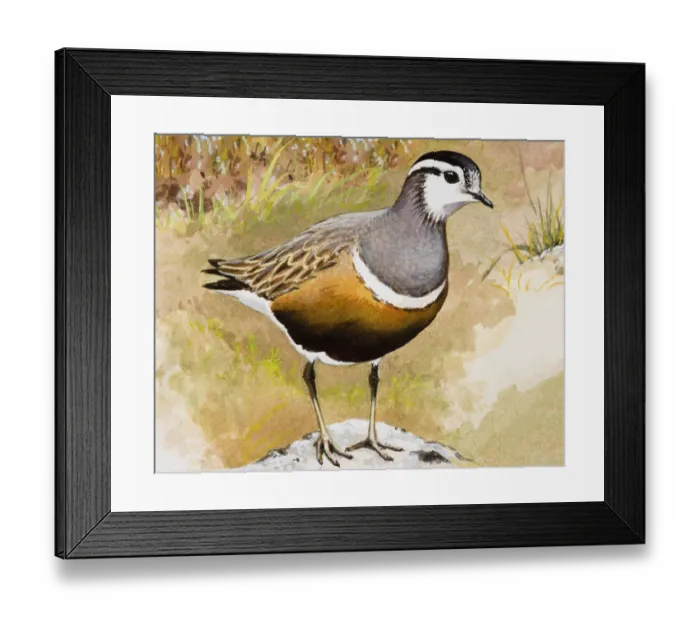 Framed Print : Dotterel (Charadrius morinellus), standing, side view Framed Print : Dotterel (Charadrius morinellus), standing, side view