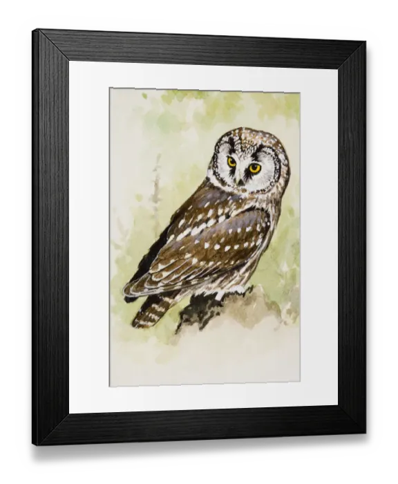 Framed Print : Tengmalms owl (Aegolius funereus), looking over shoulder