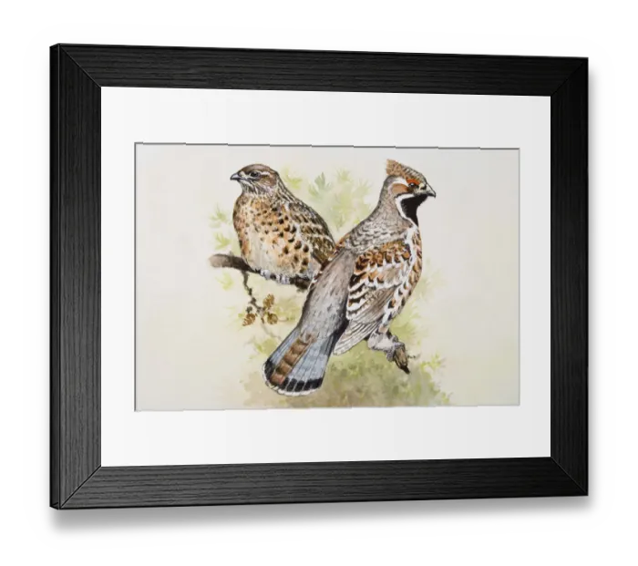 Framed Print : Hazel grouse (Bonasa bonasia), male and female, perching side by side on a branch, side view Framed Print : Hazel grouse (Bonasa bonasia), male and female, perching side by side on a branch, side view