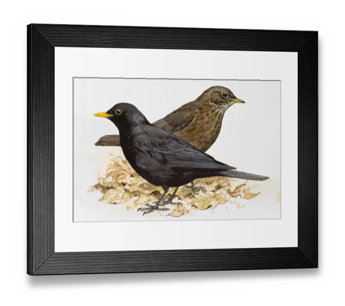 Framed Print : Blackbird (Turdus merula), male and female, side view