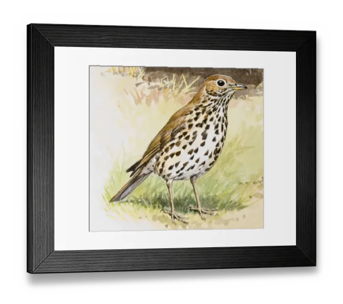 Framed Print : Song thrush (Turdus philomelos), standing, side view Framed Print : Song thrush (Turdus philomelos), standing, side view