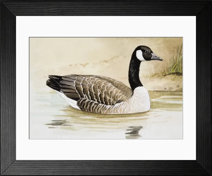 Framed Print : Canada goose (Branta canadensis) in water, side view