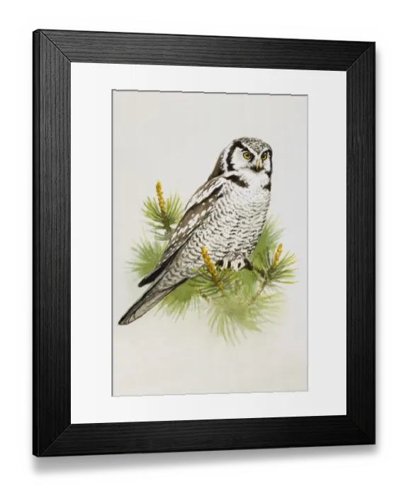 Framed Print : Hawk owl (Surnia ulula), perching on a pine branch, side view Framed Print : Hawk owl (Surnia ulula), perching on a pine branch, side view