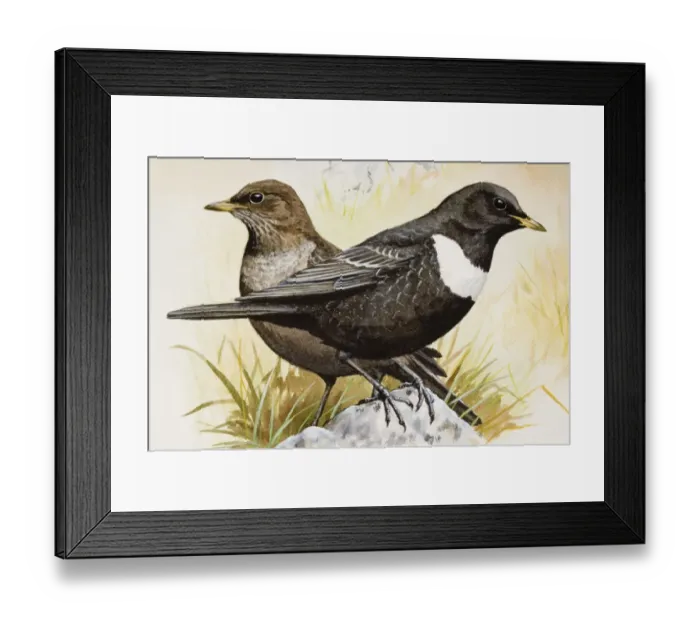 Framed Print : Ringed ousel (Turdus torquatus), two birds perching side by side, side view Framed Print : Ringed ousel (Turdus torquatus), two birds perching side by side, side view