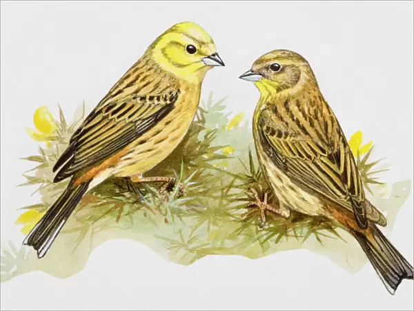 Yellowhammer (Emberiza citrinella), male and female, perching in the grass