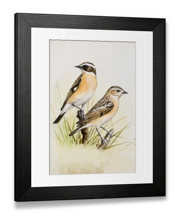 Framed Print : Whinchat (Saxicola rubetra), two birds perching on branches, looking away
